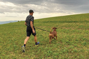 4 Amazing features of Hands-free dog leash